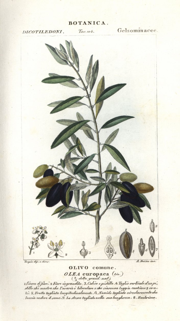 Olive tree, Olea europaea af Stanghi Stanghi