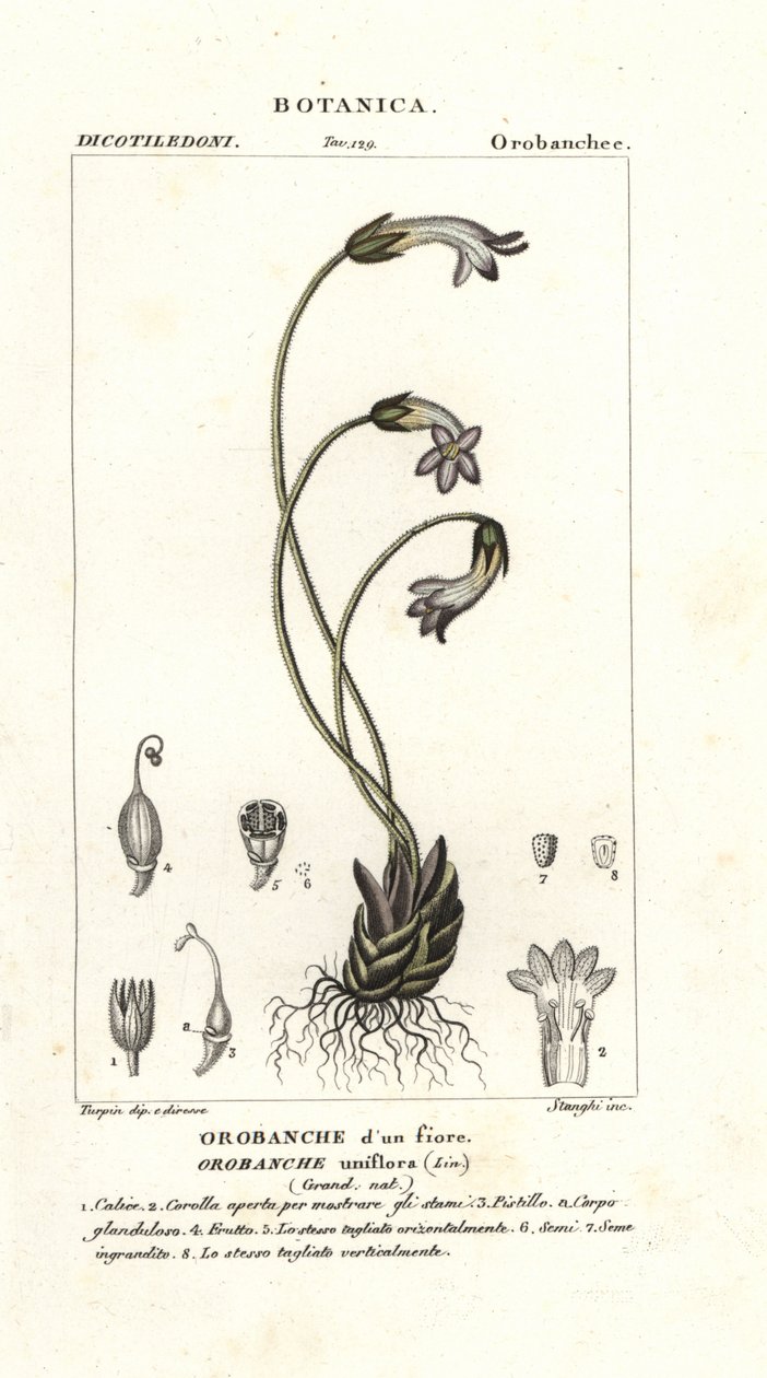Enblomstret gyvelrap, Orobanche uniflora af Stanghi Stanghi