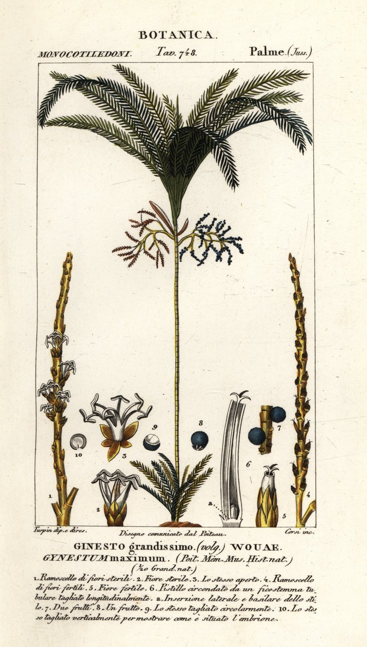 Palme, Geonoma maxima af Stanghi Stanghi