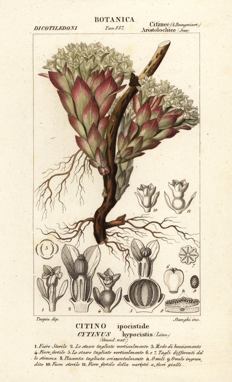 Snylteplante, Cytinus hypocistis af Stanghi Stanghi