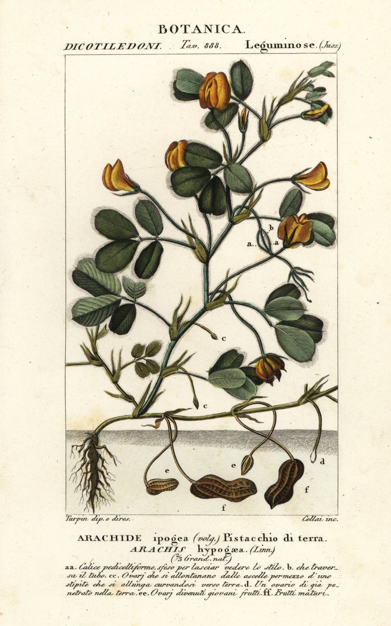 Jordnødde eller jordnødde, Arachis hypogaea af Stanghi Stanghi