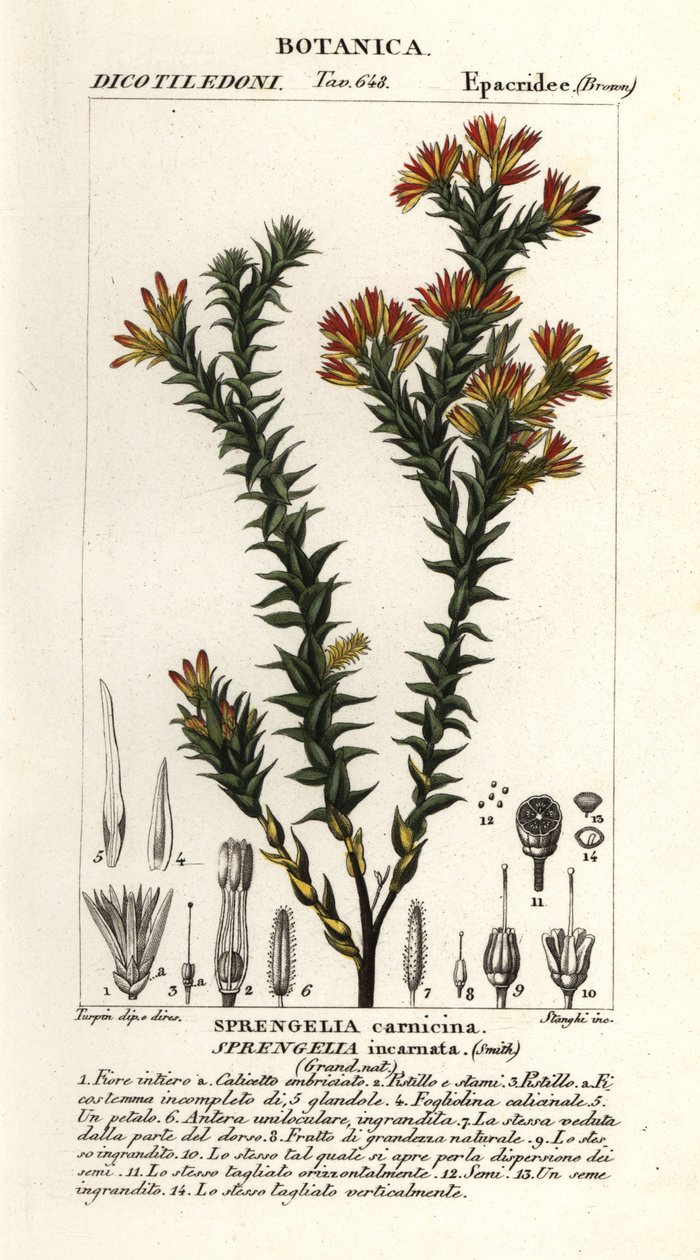 Lyserød sumphede, Sprengelia incarnata af Stanghi Stanghi