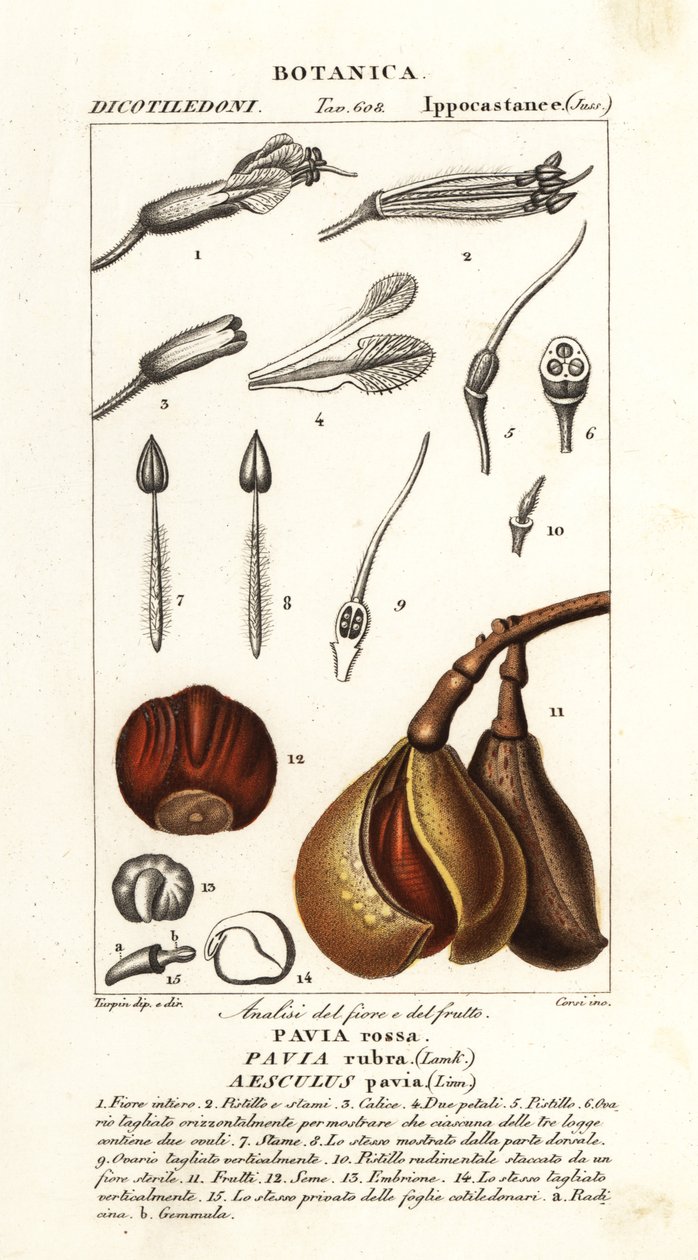 Rød buckeye, Aesculus pavia af Stanghi Stanghi