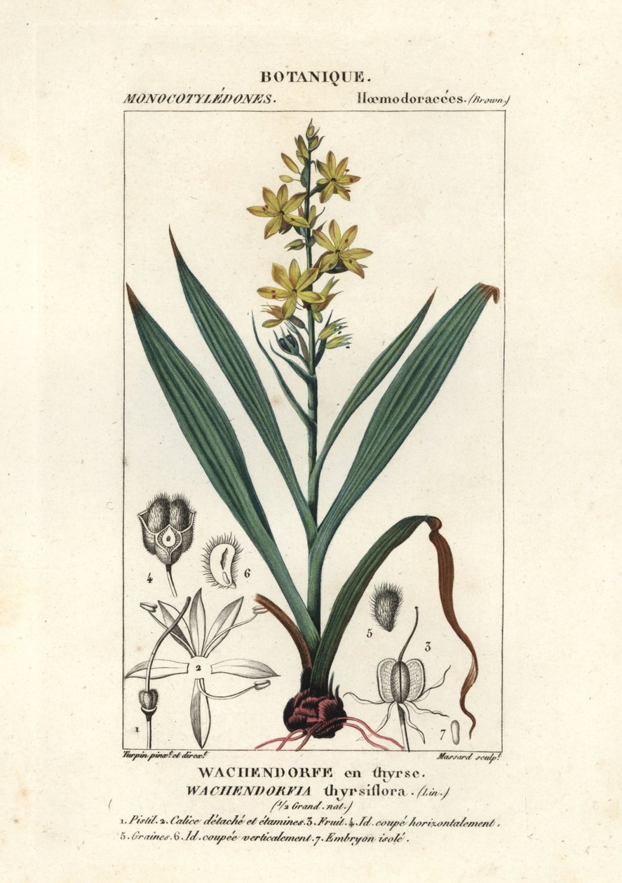 Rød rod, Wachendorfia thyrsiflora af Stanghi Stanghi