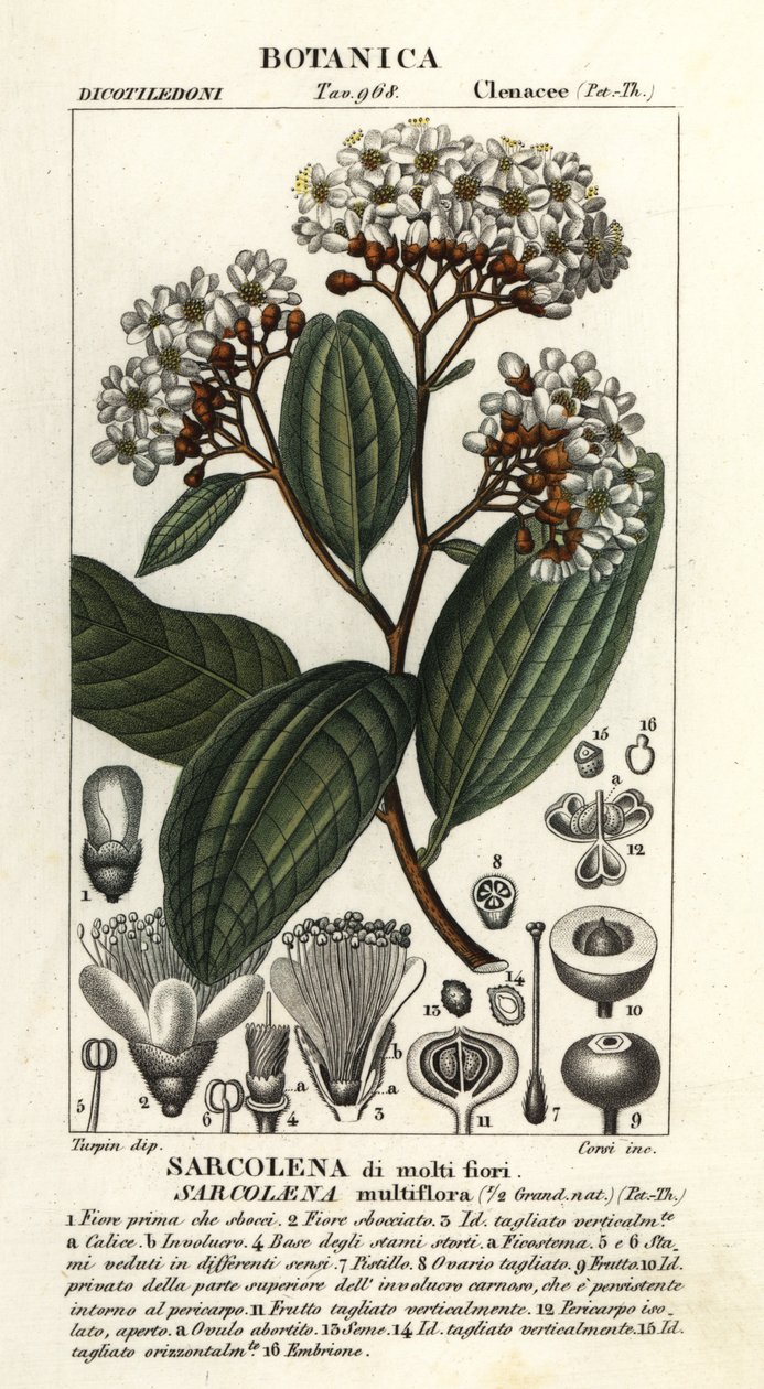 Sarcolaena multiflora af Stanghi Stanghi