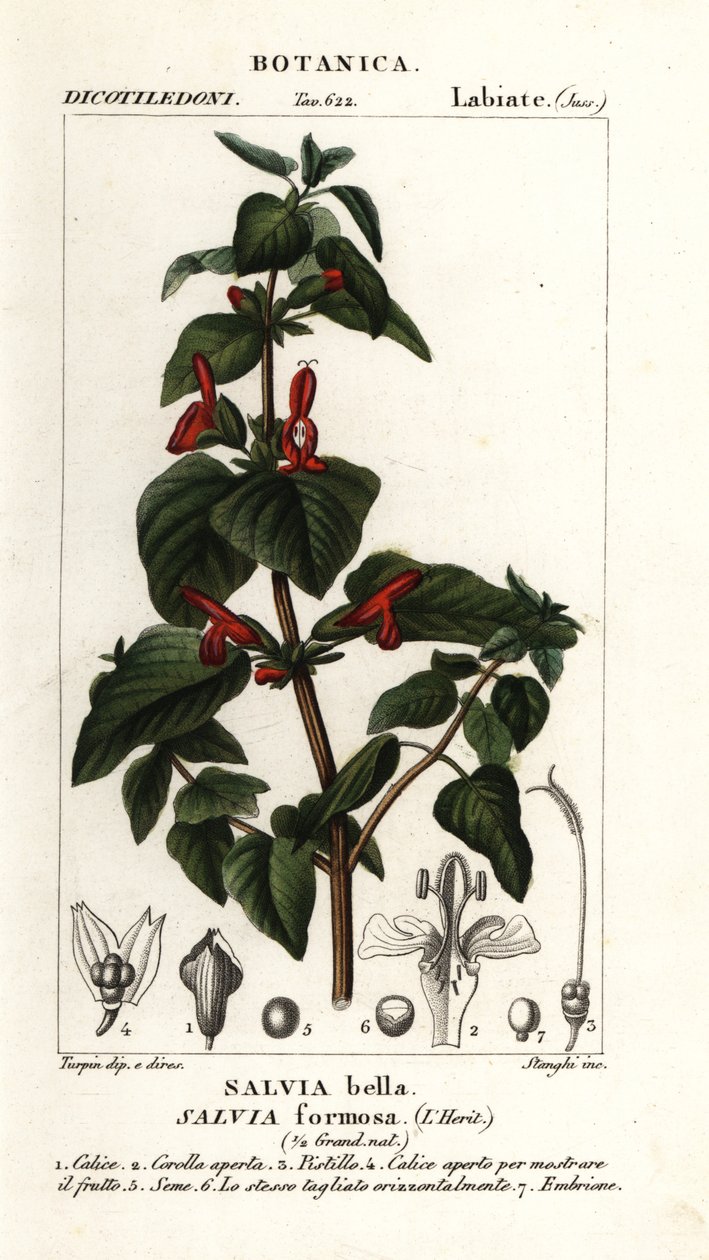 Skinsbladet salvie, Salvia formosa af Stanghi Stanghi