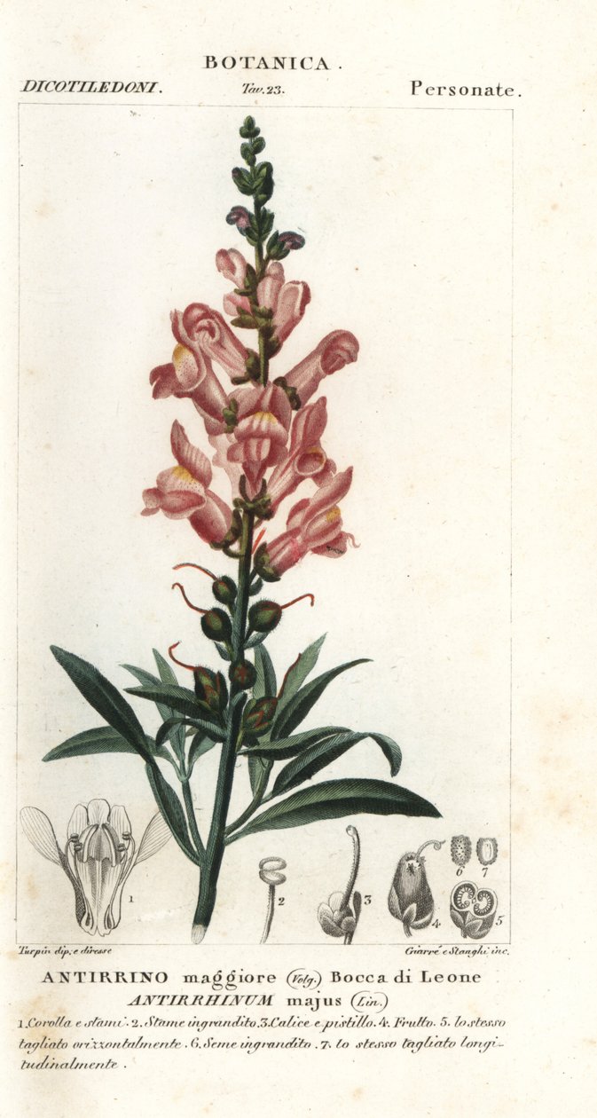 Snapdragon, Antirrhinus major af Stanghi Stanghi