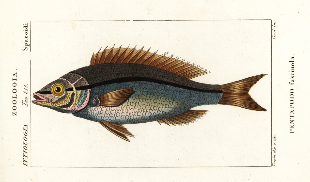 Gevindbrasen, Pentapodus fasciuola af Stanghi Stanghi