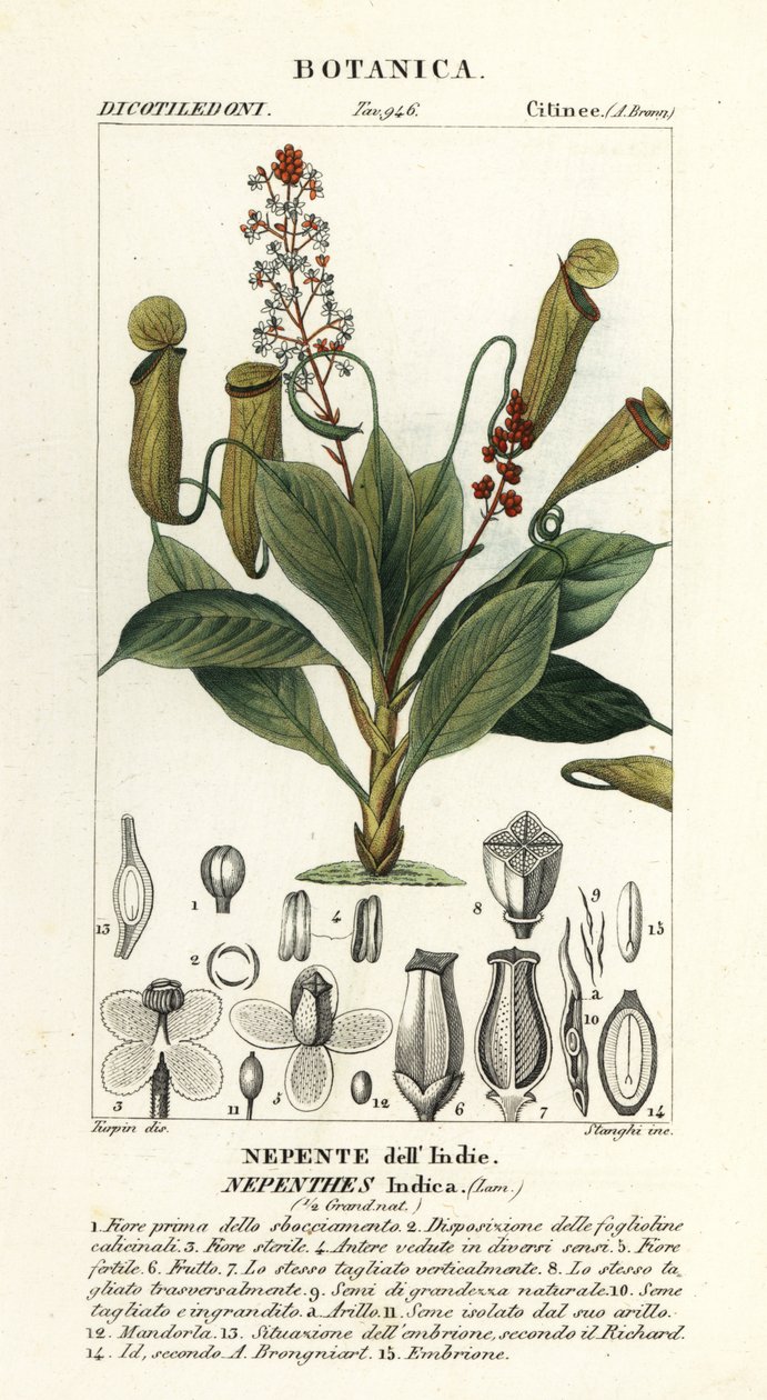 Tropisk kandeplante, Nepenthes destillatoria af Stanghi Stanghi