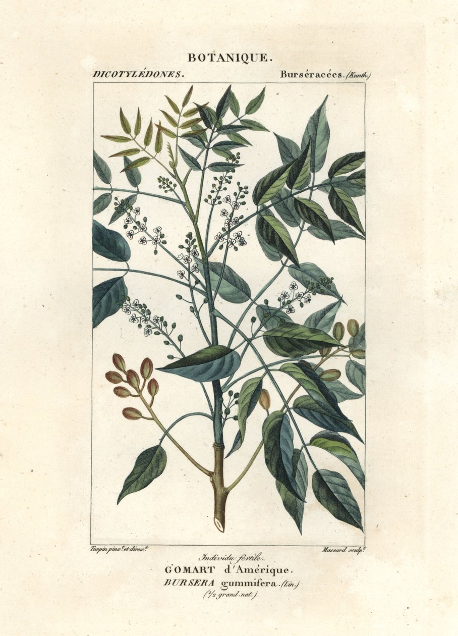 Terpentintræ, Bursera simaruba af Stanghi Stanghi