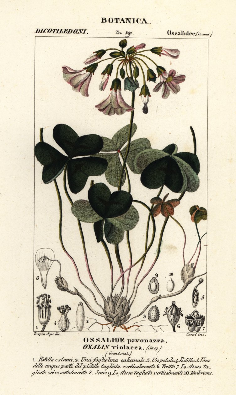 Violet træsyre, Oxalis violacea af Stanghi Stanghi