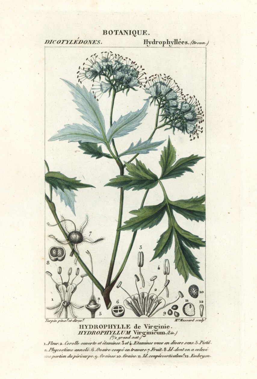 Virginia vandblad, Hydrophyllum virginianum af Stanghi Stanghi