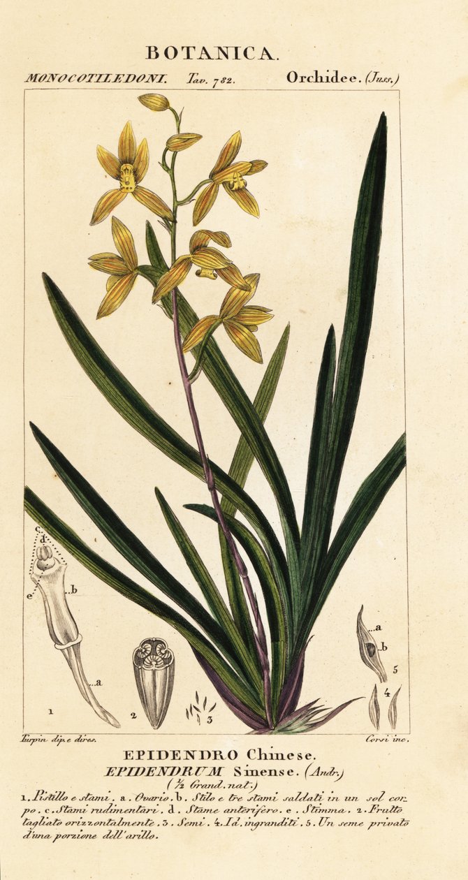 En døende orkidé, Cymbidium sinense af Stanghi Stanghi