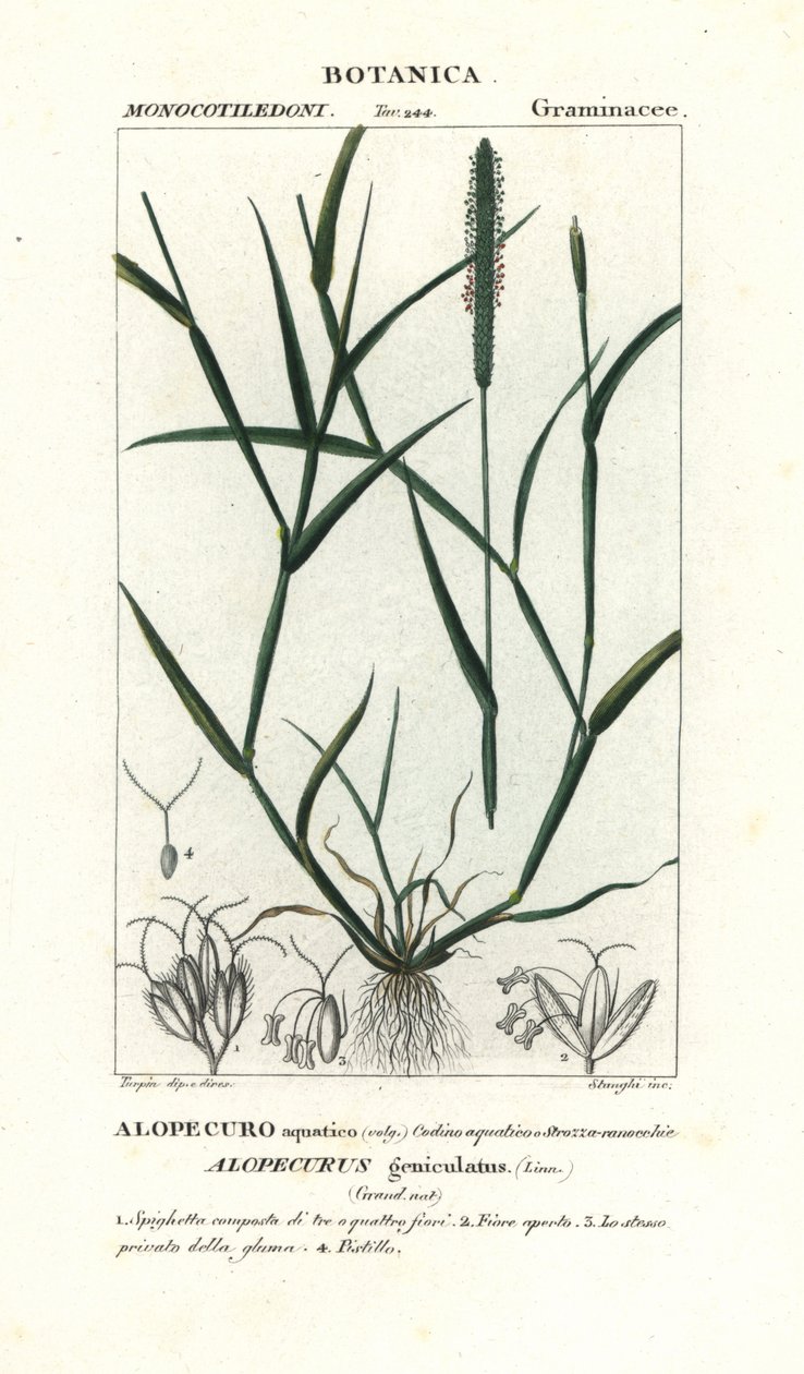 Vandrævehale, Alopecurus geniculatus af Stanghi Stanghi