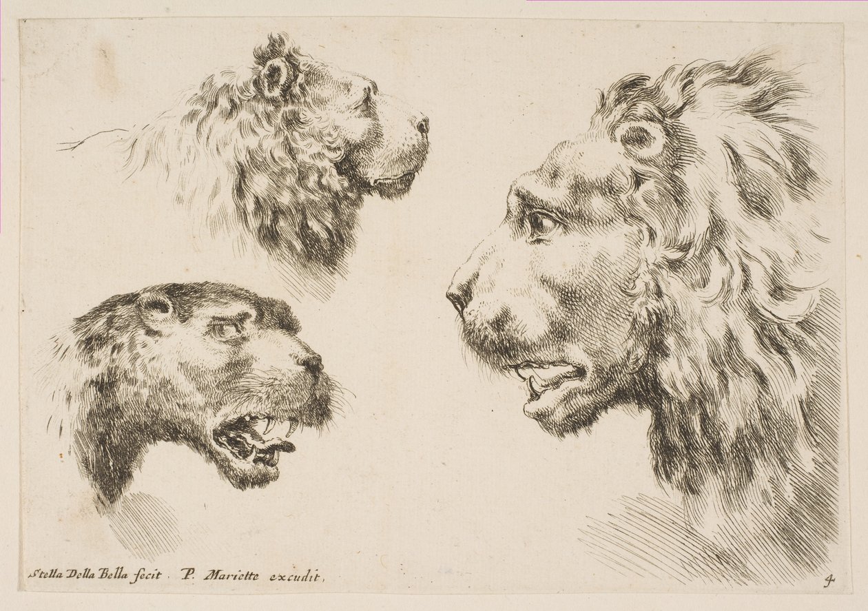 Heads of Three Lions, ca. 1641. af Stefano della Bella