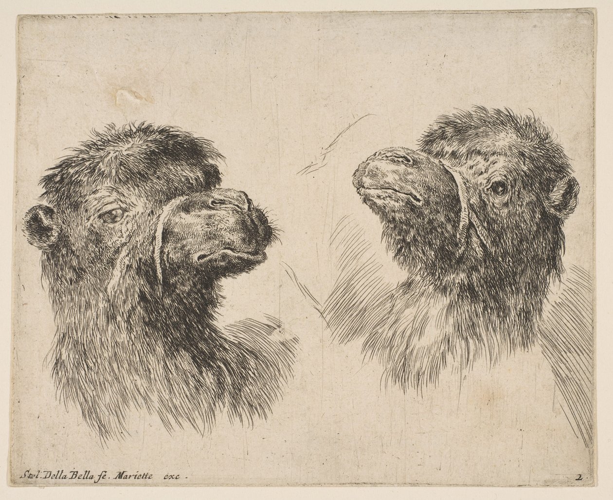 To kamelhoveder, ca. 1641. af Stefano della Bella