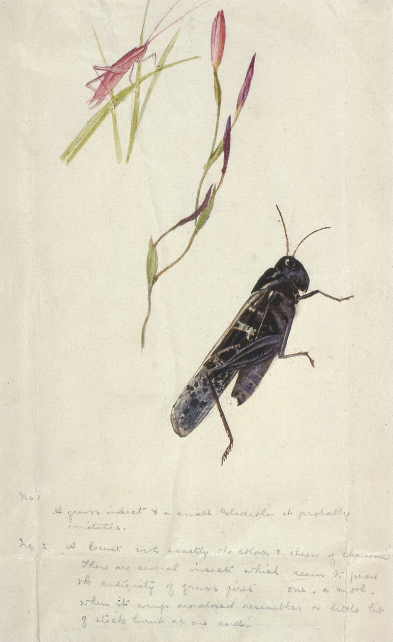 Sydafrikanske insekter (tegning) af Stephen Briggs Carlil