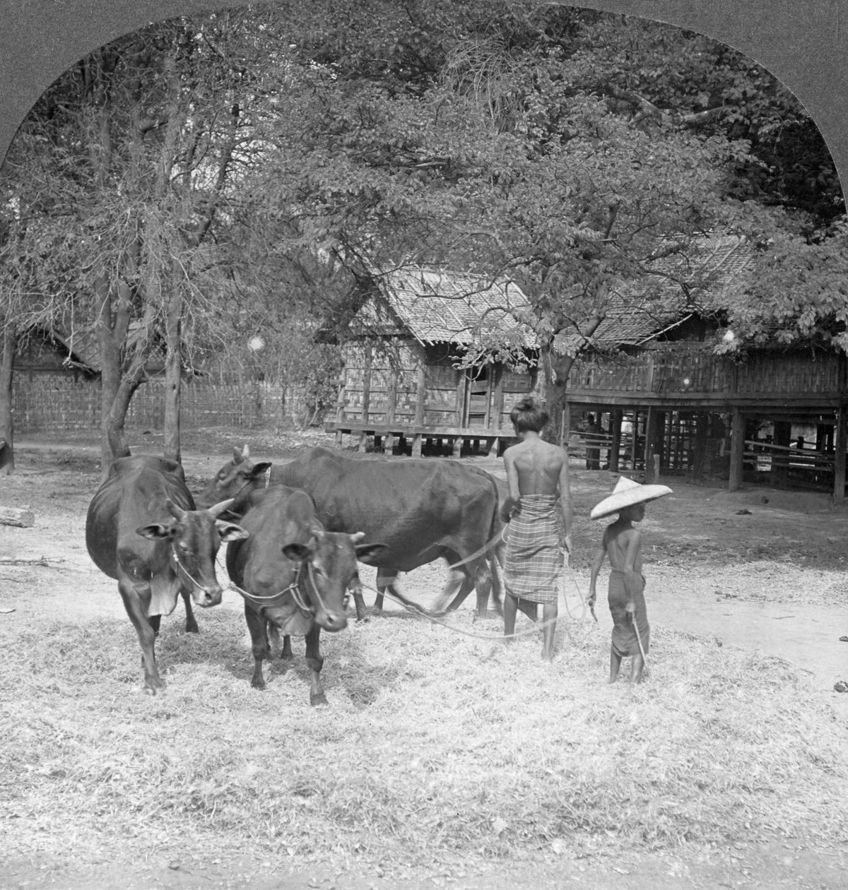 Thrashing Reese, Amarpura, Burma, 1908 af Stereo Travel Co