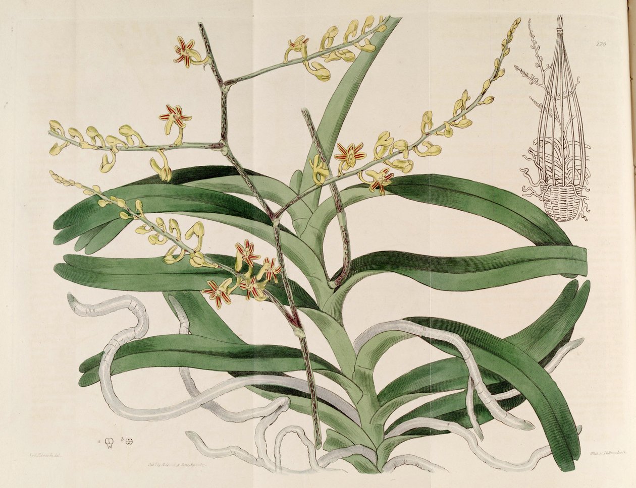 Illustration af Cleisostoma paniculatum (som syn. Aerides paniculata) af Sydenham Teast Edwards