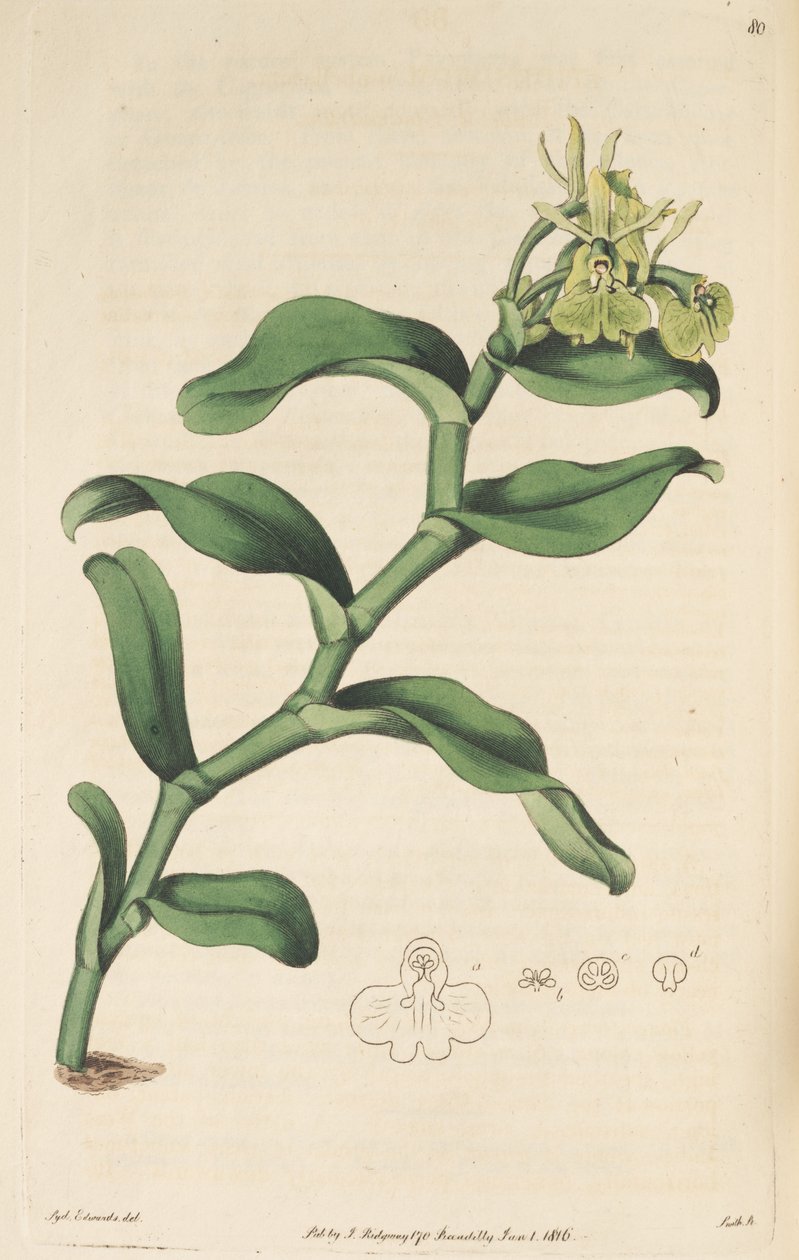 Illustration af Epidendrum umbelliferum (som syn. Epidendrum umbellatum) af Sydenham Teast Edwards