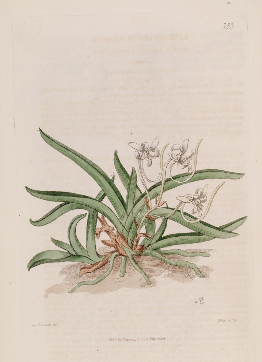 Illustration af Neofinetia falcata (som syn. Limodorum falcatum) af Sydenham Teast Edwards