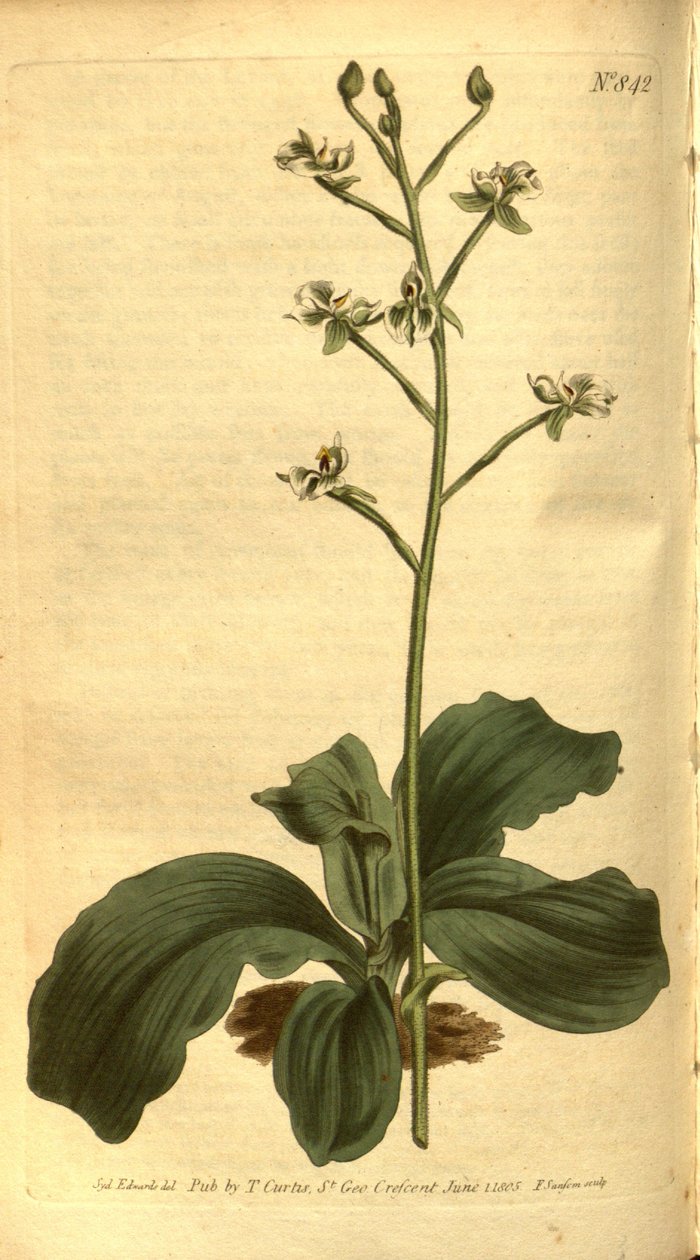 Illustration af Ponthieva racemosa af Sydenham Teast Edwards
