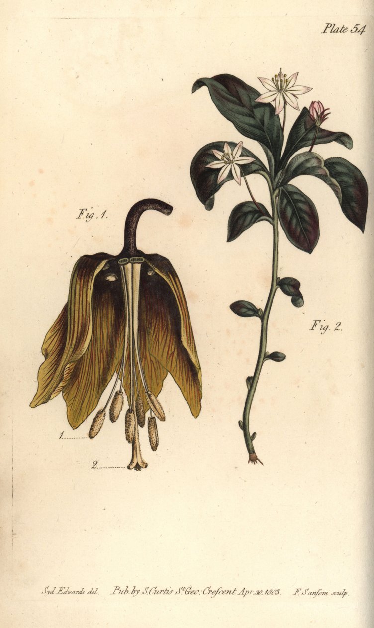Krone kejserlig blomst, Fritillaria imperialis, Haustrria af Sydenham Teast Edwards