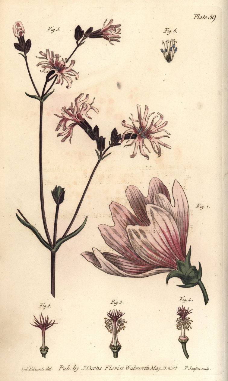 Mallow, Malva sylvestris, Monadelphia af Sydenham Teast Edwards
