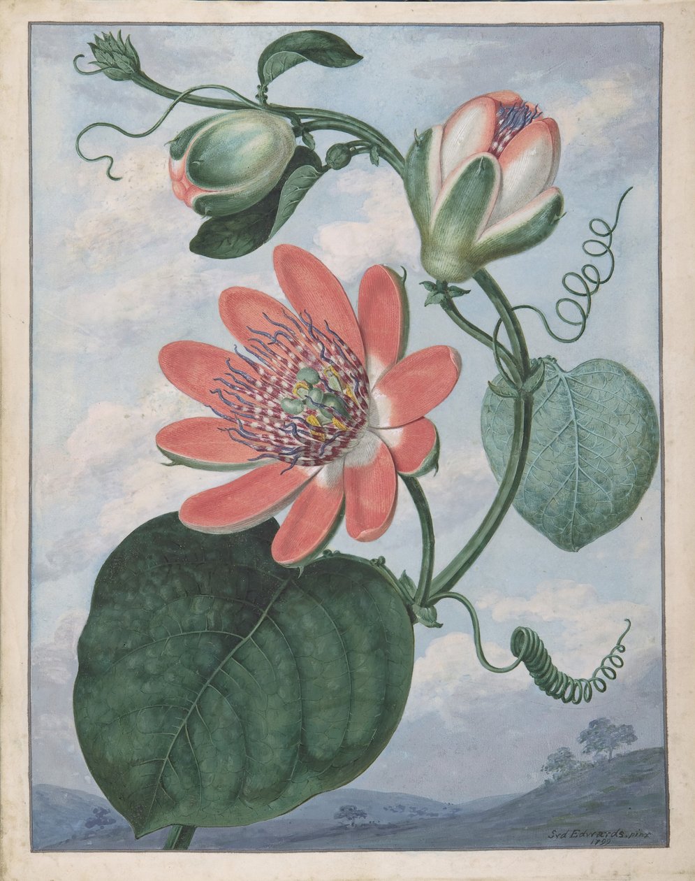Passionsblomst, 1799. af Sydenham Teast Edwards