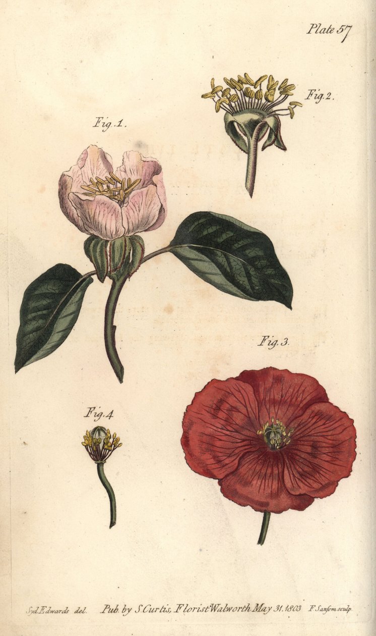 Kvædeblomst, Cydonia oblonga, Icosandria af Sydenham Teast Edwards