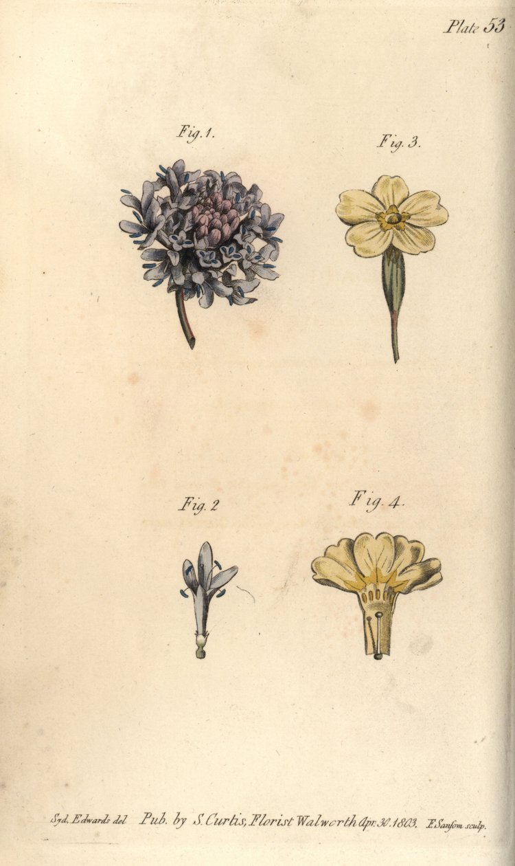 Fnatblomst, Scabiosa atropurpurea, Tetrandria af Sydenham Teast Edwards