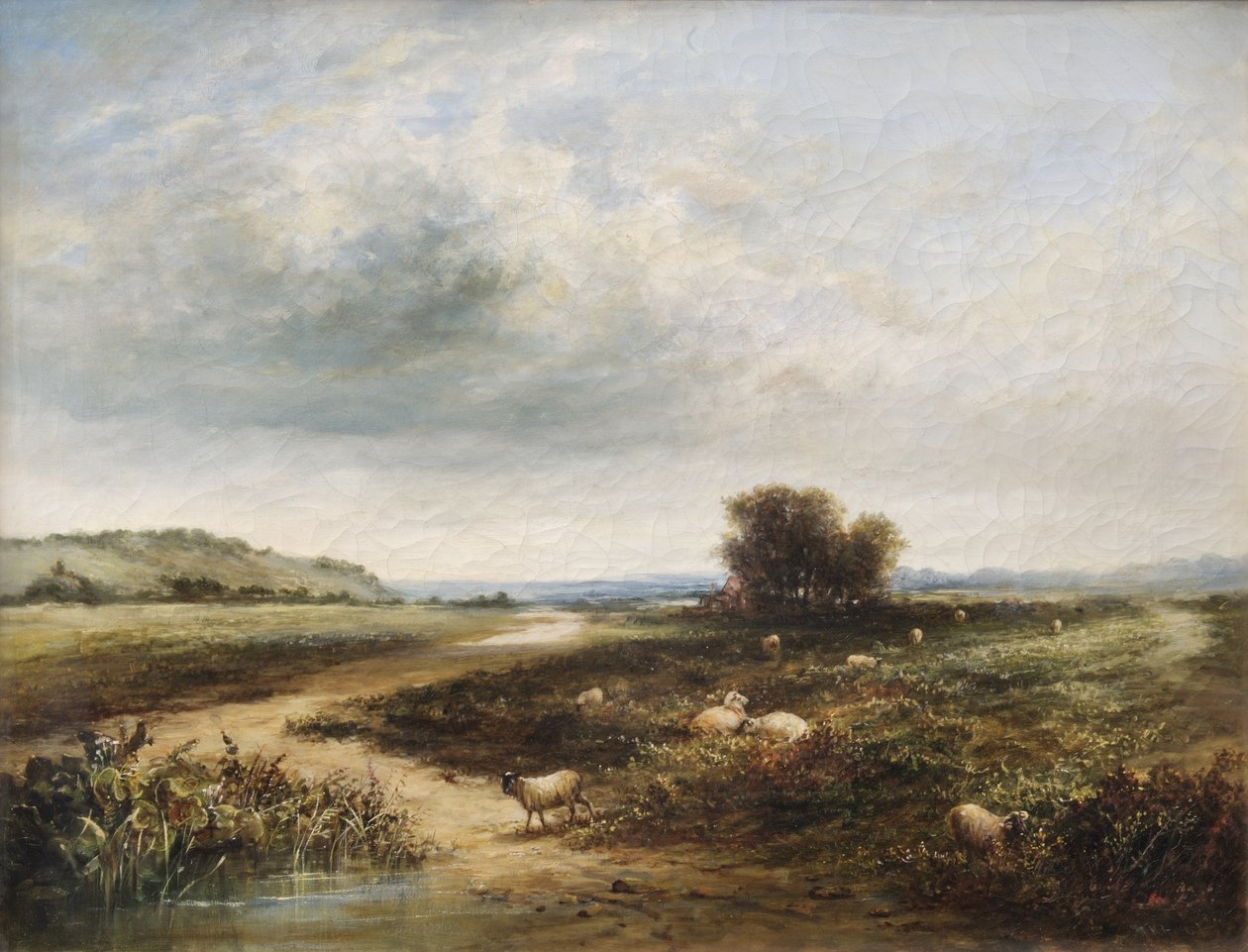 Får på en Fælled af T. K. Atkinson