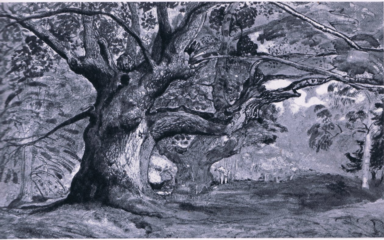 The Panshanger Oak, Hertfordshire, Nature in Britain udgivet af Collins, 1946 af T. Medland