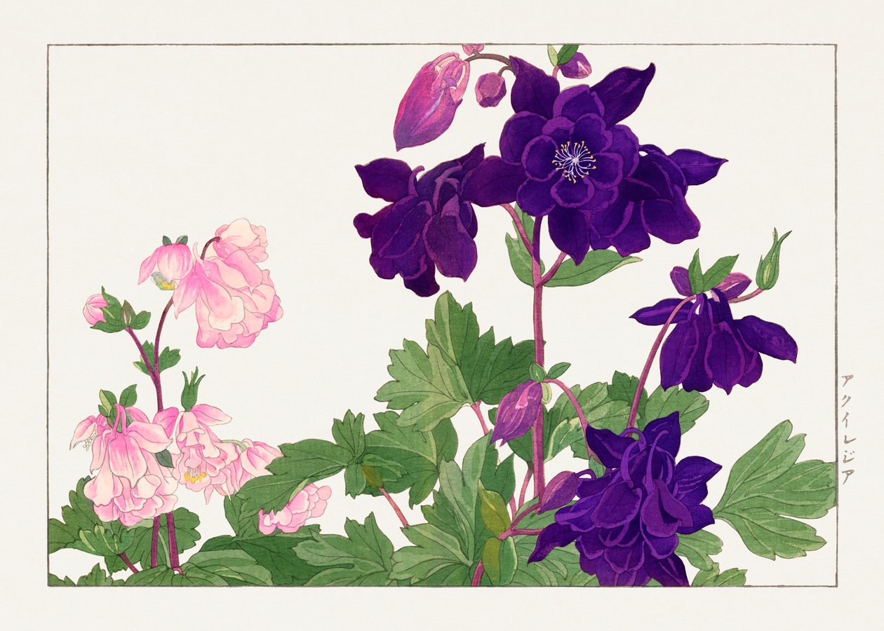 Aquilegia-blomst fra "Seiyou Sokazufu" af Tanigami Konan