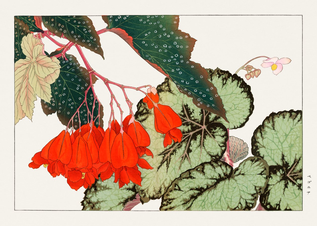 Cracklin Rosie Begonia-blomst fra "Seiyou Sokazufu" af Tanigami Konan