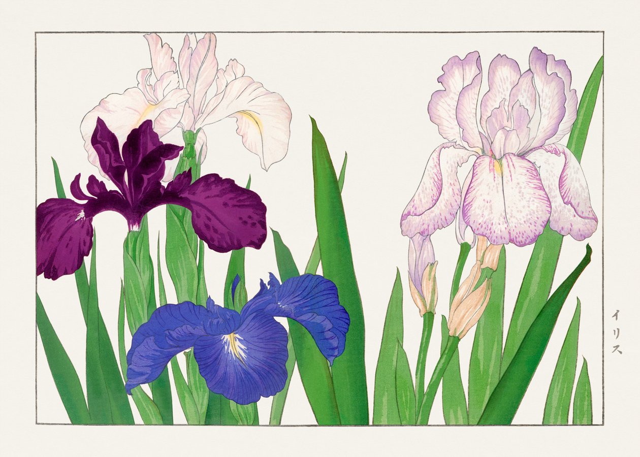 Irisblomst fra "Seiyou Sokazufu" af Tanigami Konan