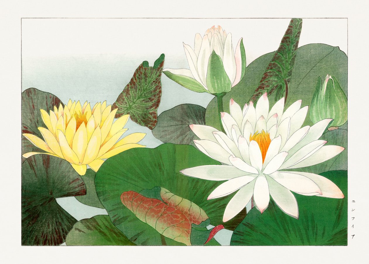 Nymphaea lotus fra "Seiyou Sokazufu af Tanigami Konan