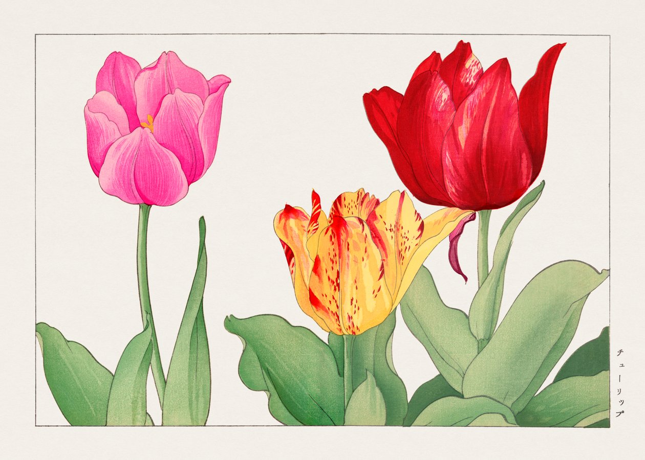 Tulipan fra "Seiyou Sokazufu" af Tanigami Konan