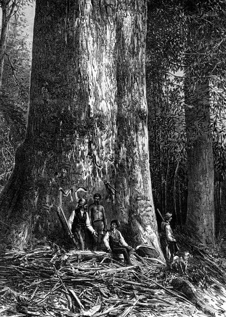 Kæmpeeukalyptus, Australien, 1886 af Taylor