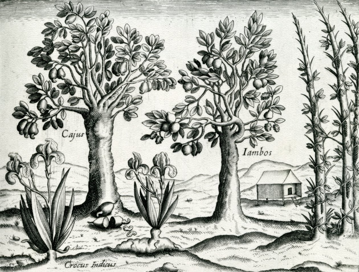 Landskab, Illustration fra 