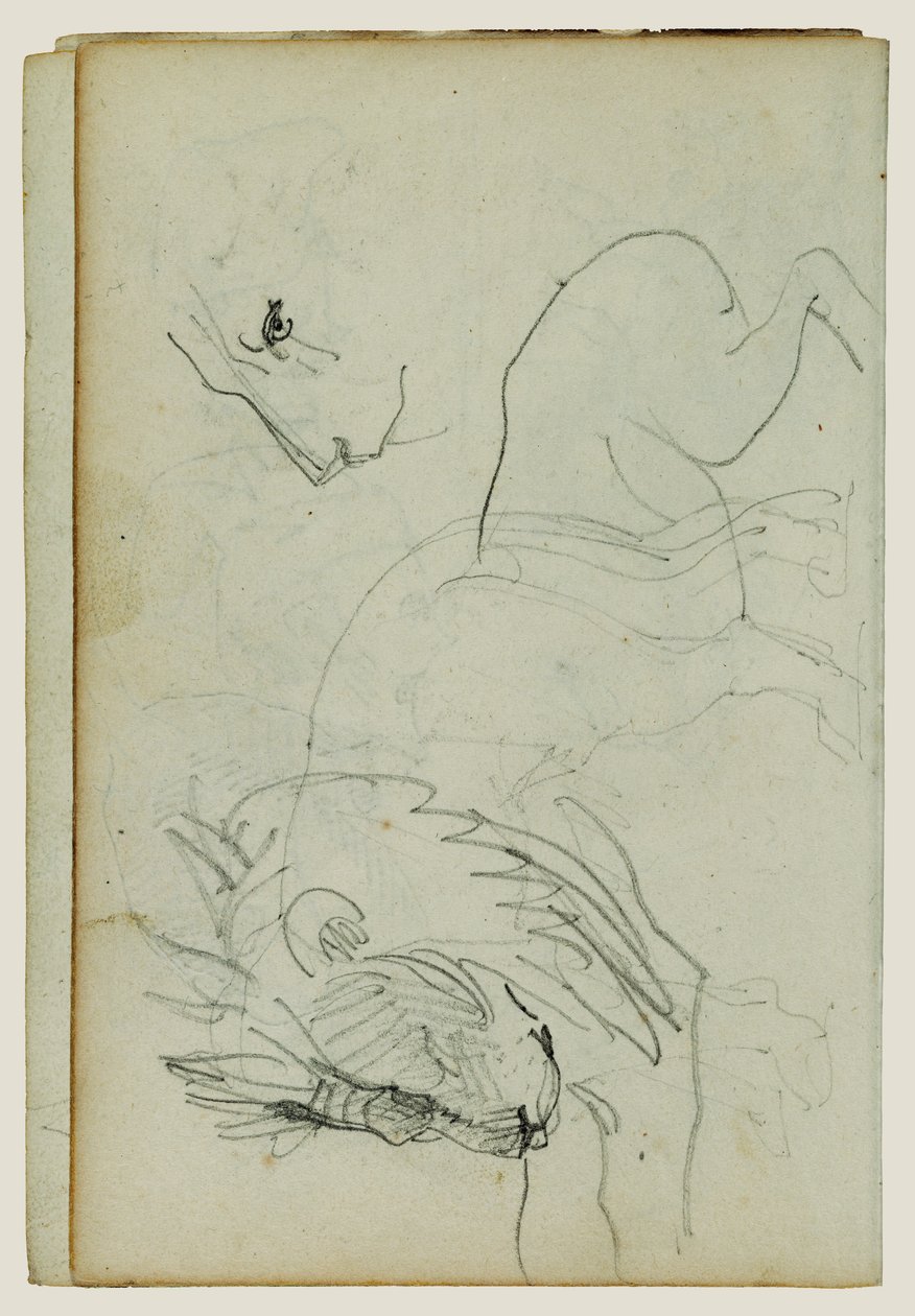 Studier af løver af Theodore Gericault