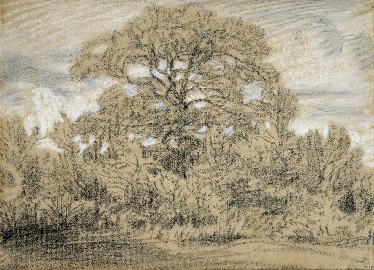 Undersøgelse af et egetræ af Pierre Etienne Theodore Rousseau