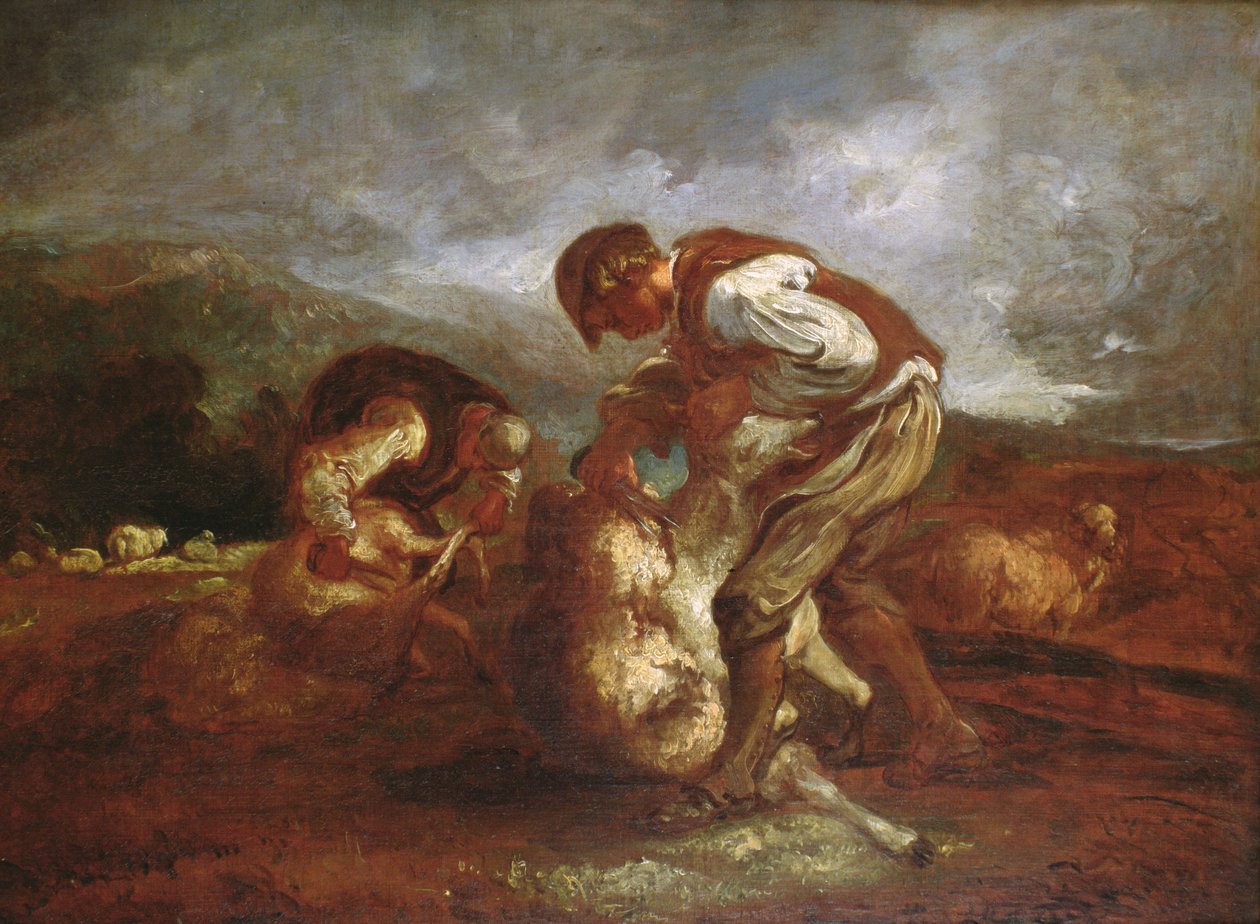Klipning af får af Thomas Barker of Bath