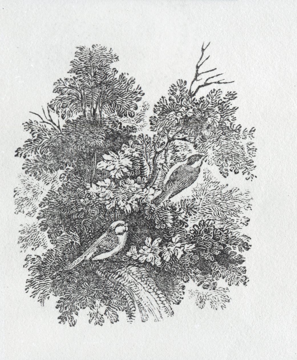 Langhalemejse fra History of British Birds and Quadrupeds af Thomas Bewick