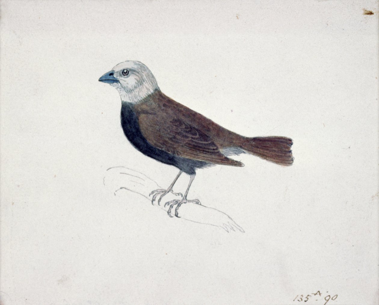 Malacca Crossbeak (trægravering) af Thomas Bewick