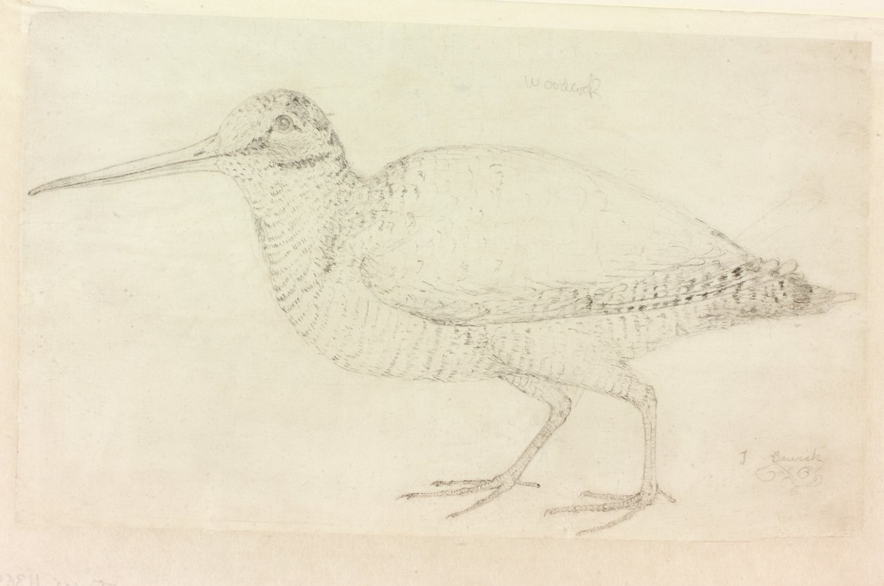 Skovsneppen (blyant på papir (på papir)) af Thomas Bewick