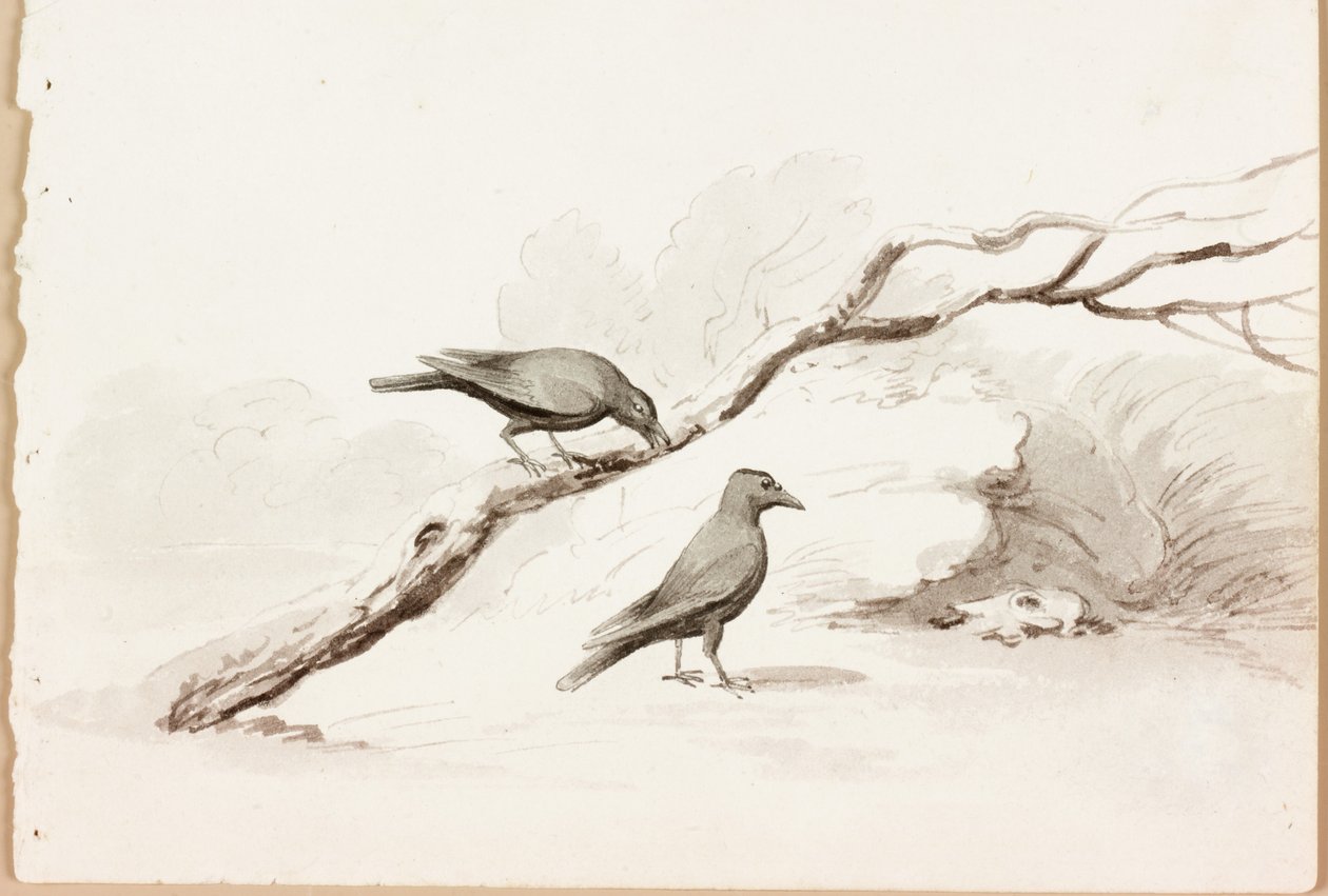 To sorte krager (blæk på papir) af Thomas Bewick