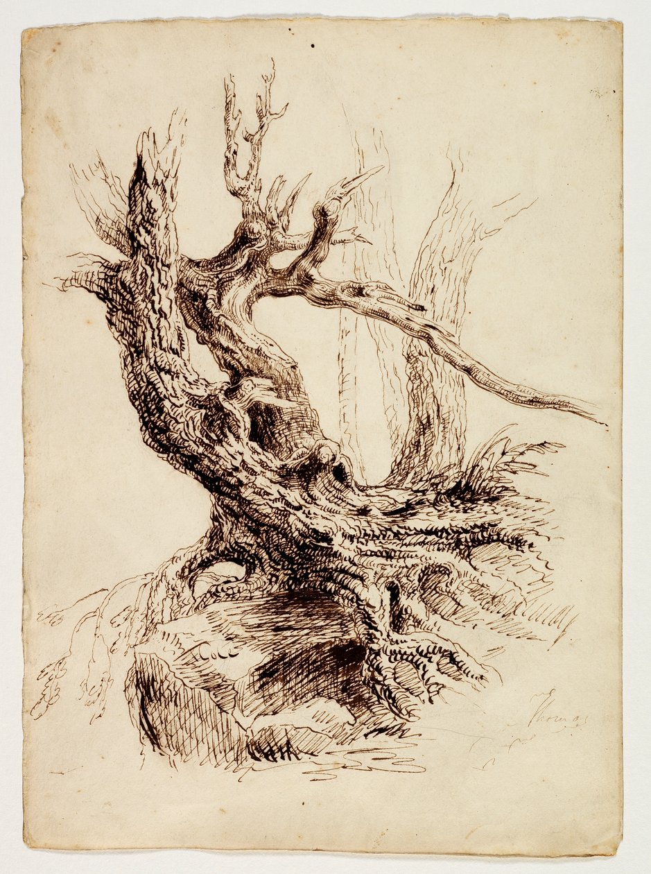 Kniset træstamme, ca. 1826 (pen og brunt blæk over grafitblyant på cremevævet papir) af Thomas Cole