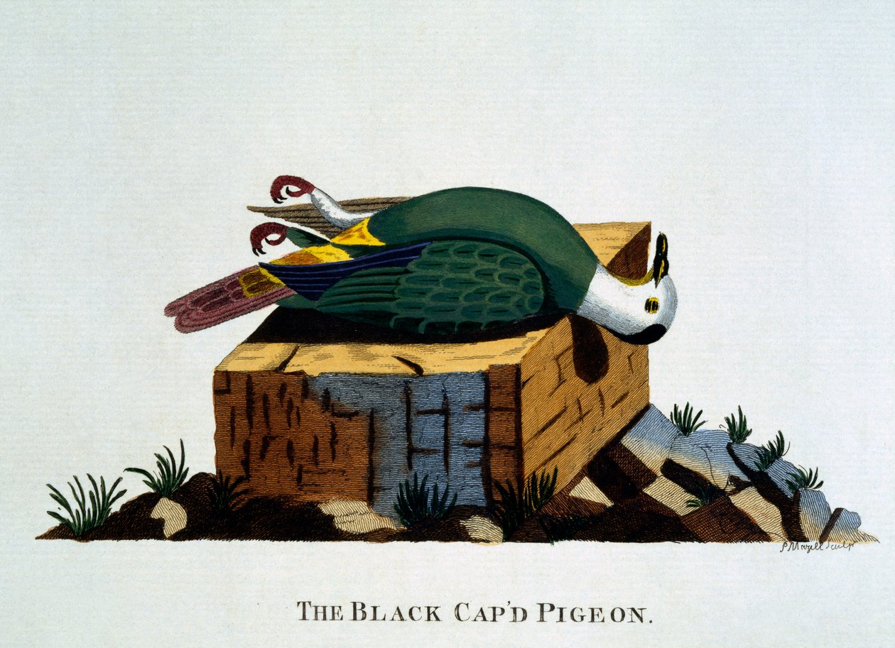 The Black Cap