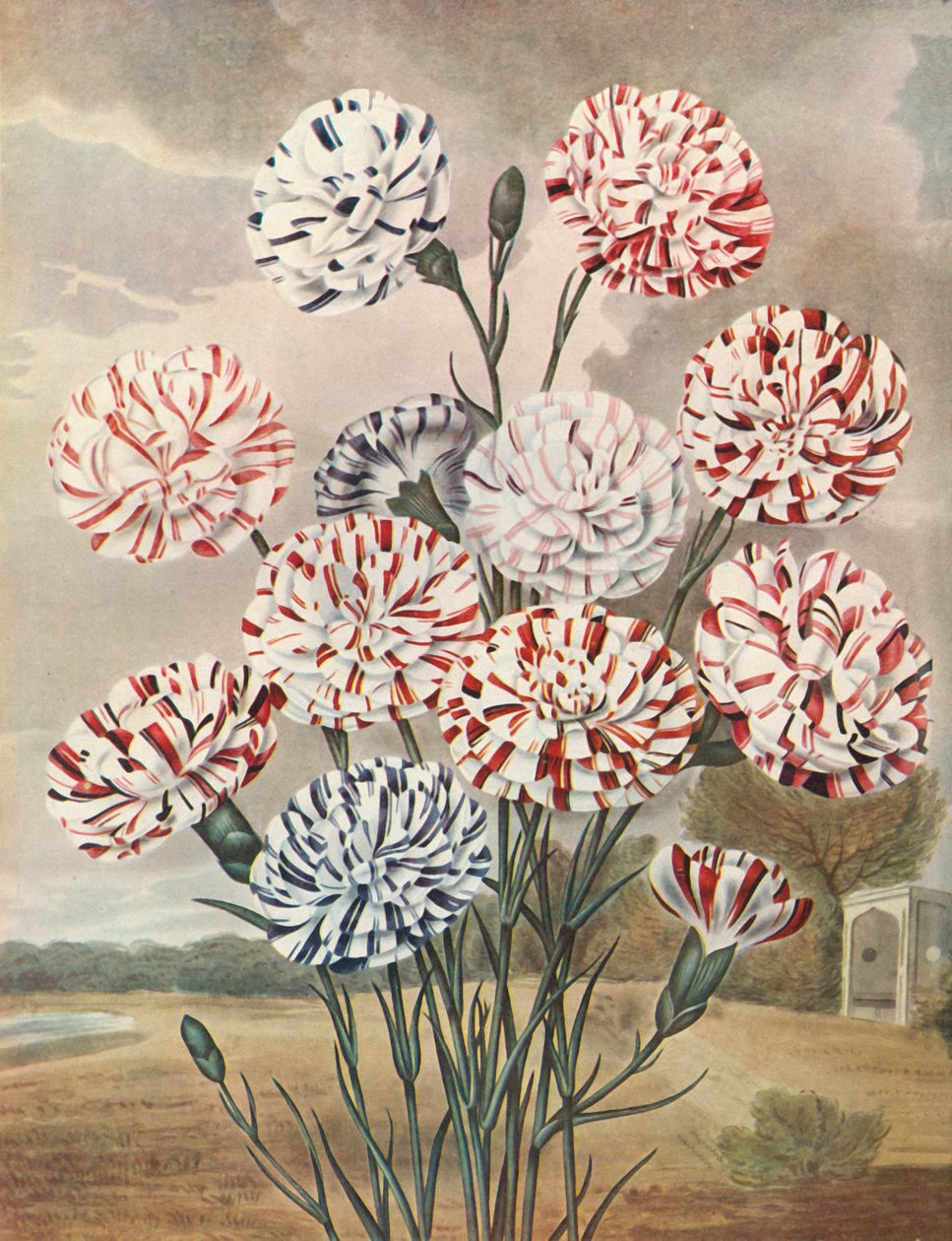 Picotees, c1802-1821, 1948. af Thomas Baxter